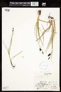 Carex saxatilis image