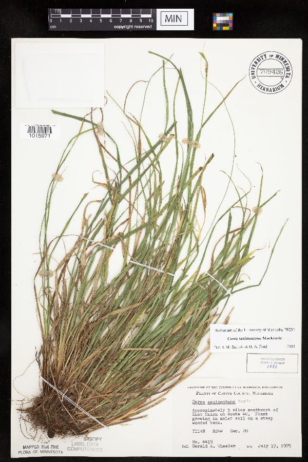 Carex saximontana image