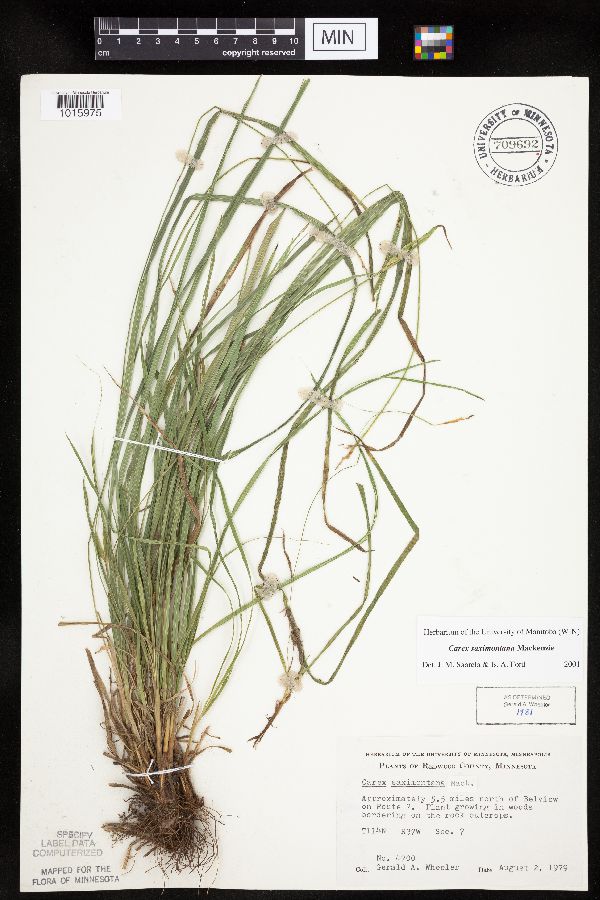 Carex saximontana image