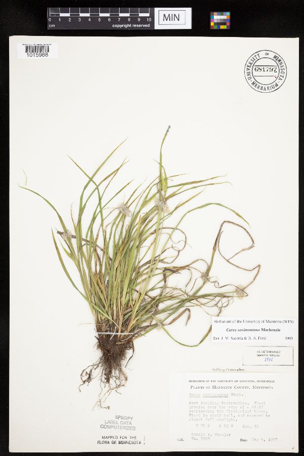 Carex saximontana image