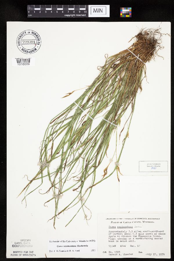 Carex saximontana image