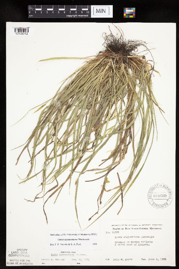 Carex saximontana image