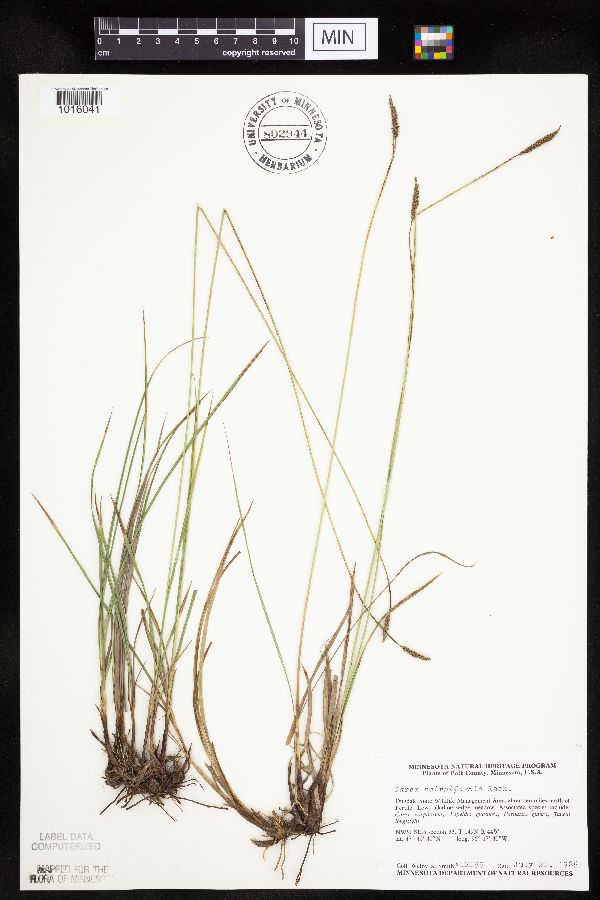 Carex scirpoidea image