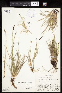 Carex scirpoidea subsp. scirpoidea image