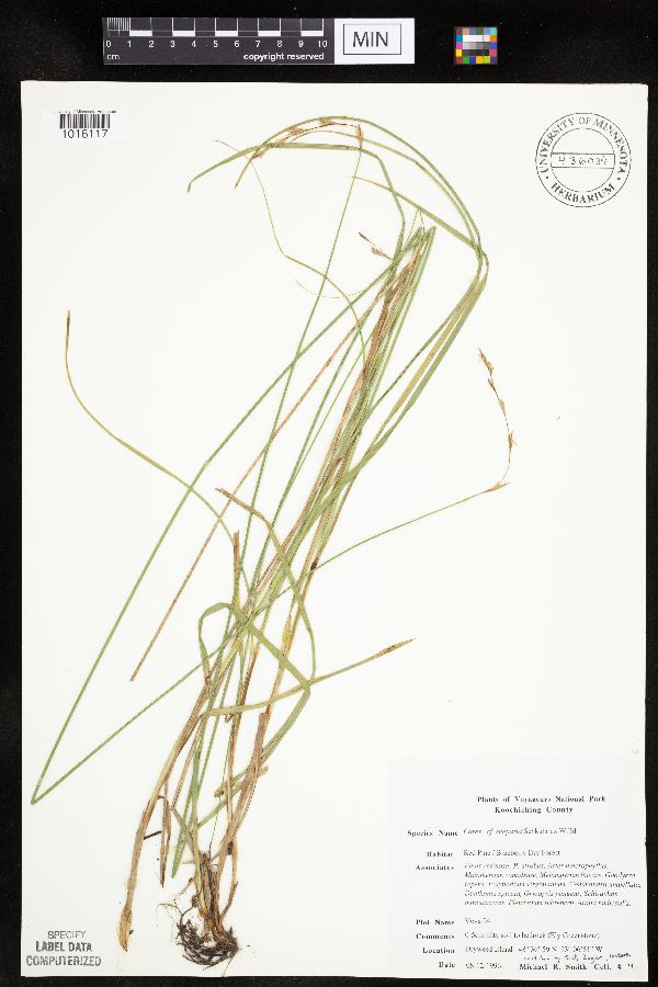 Carex scoparia image