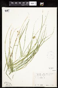 Carex scoparia image