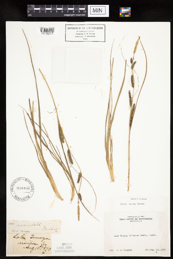 Carex senta image
