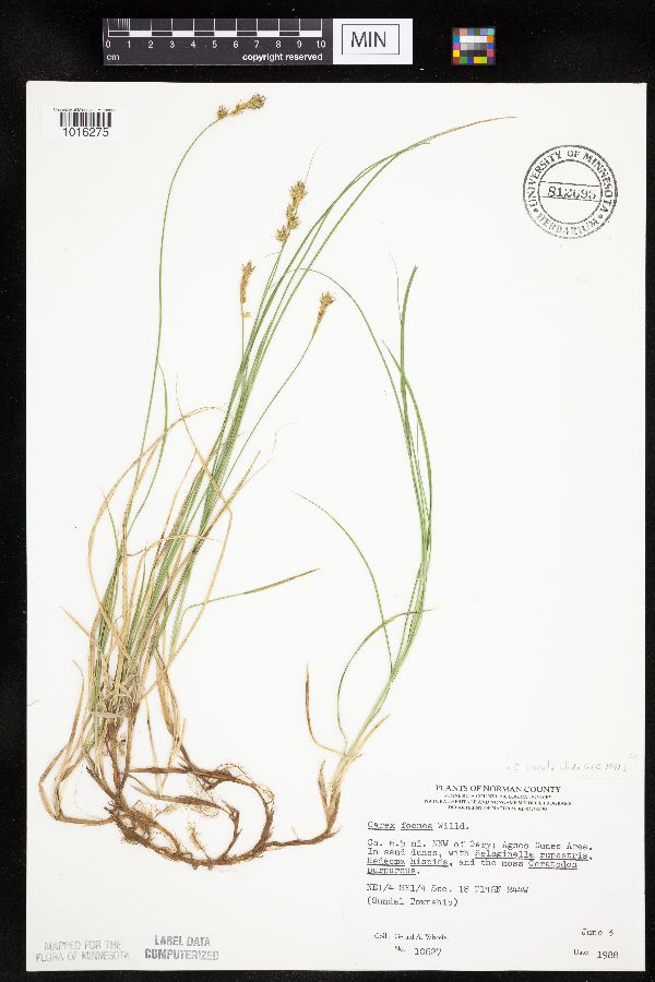 Carex siccata image