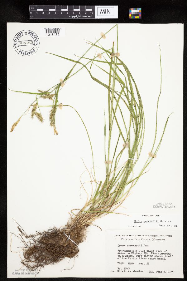 Carex sprengelii image