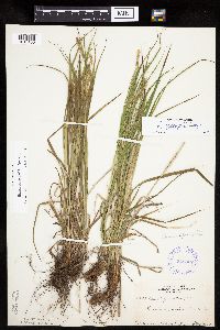 Carex sprengelii image