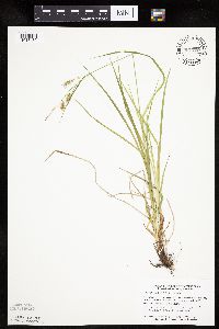 Carex sprengelii image