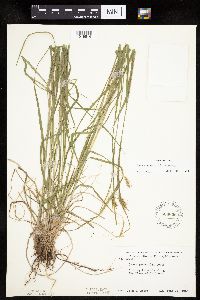 Carex sprengelii image