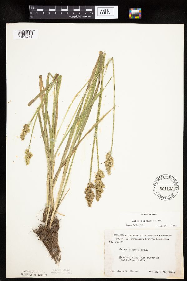 Carex stipata image