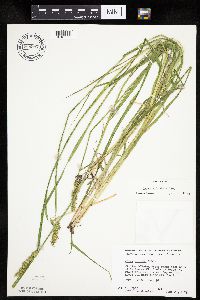 Carex stipata image