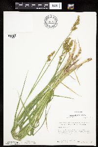 Carex stipata image