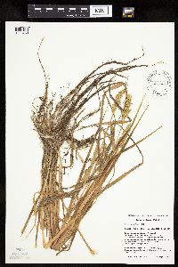 Carex stipata var. stipata image