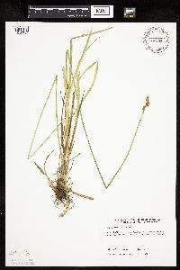 Carex stipata image