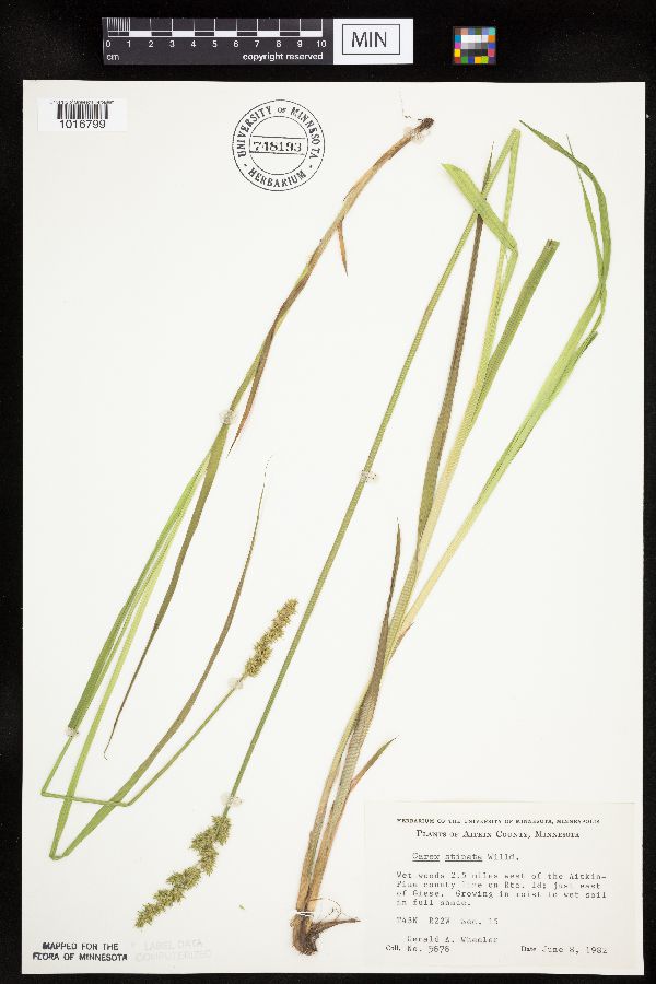 Carex stipata image