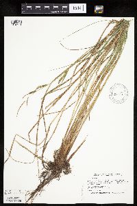 Carex stricta image