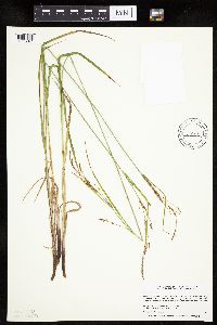 Carex stricta image