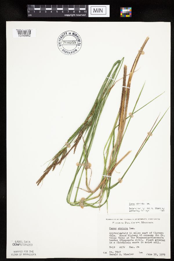 Carex stricta image