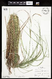 Carex stricta image