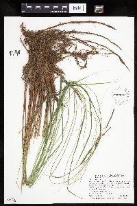 Carex stricta image