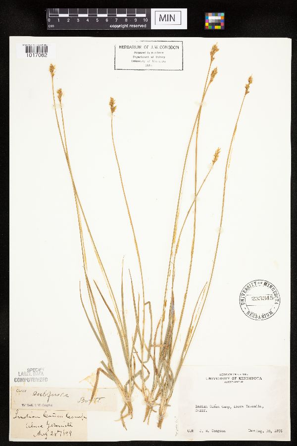 Carex subfusca image