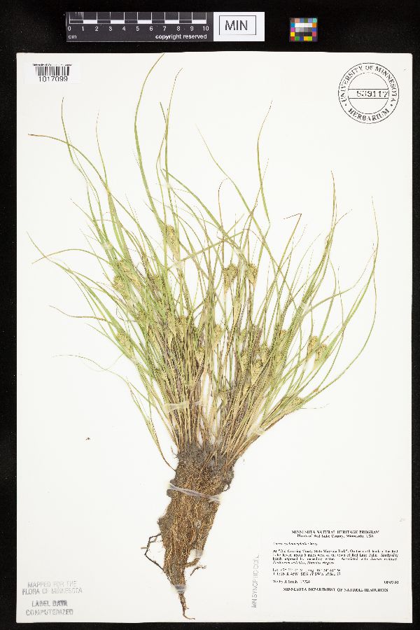 Carex sychnocephala image