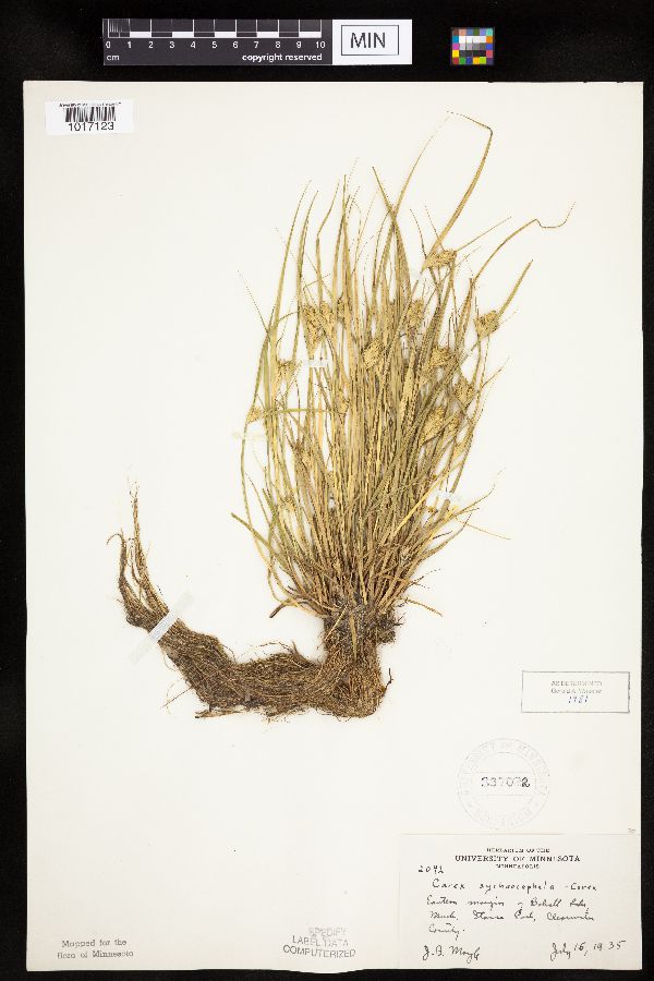 Carex sychnocephala image