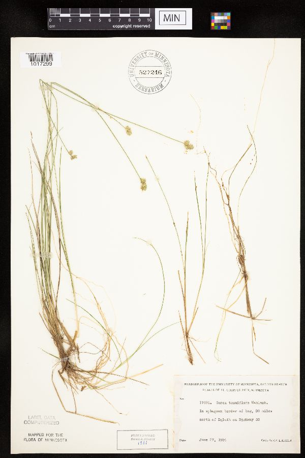 Carex tenuiflora image