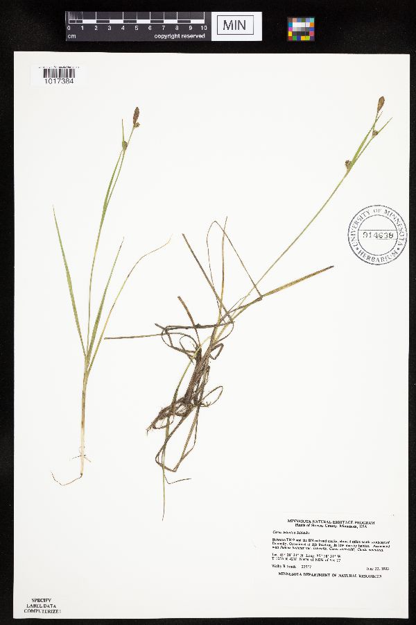 Carex tetanica image