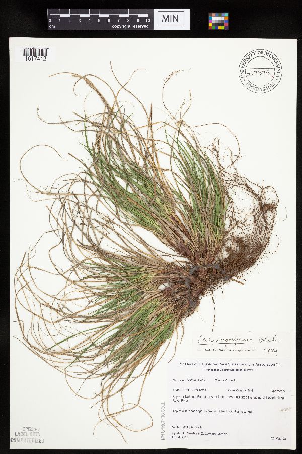 Carex tonsa var. rugosperma image