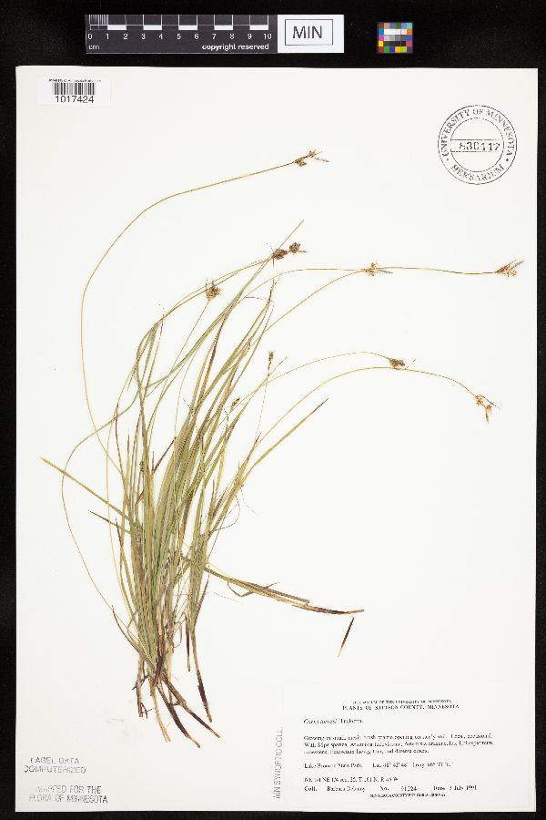 Carex torreyi image