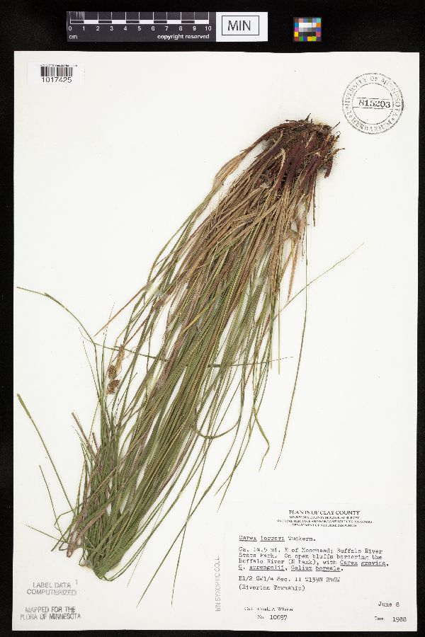 Carex torreyi image