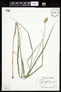 Carex tribuloides var. tribuloides image