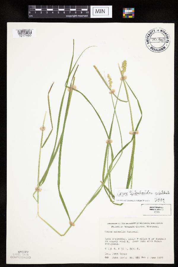 Carex tribuloides var. tribuloides image