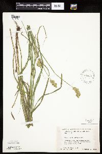 Carex tribuloides var. tribuloides image