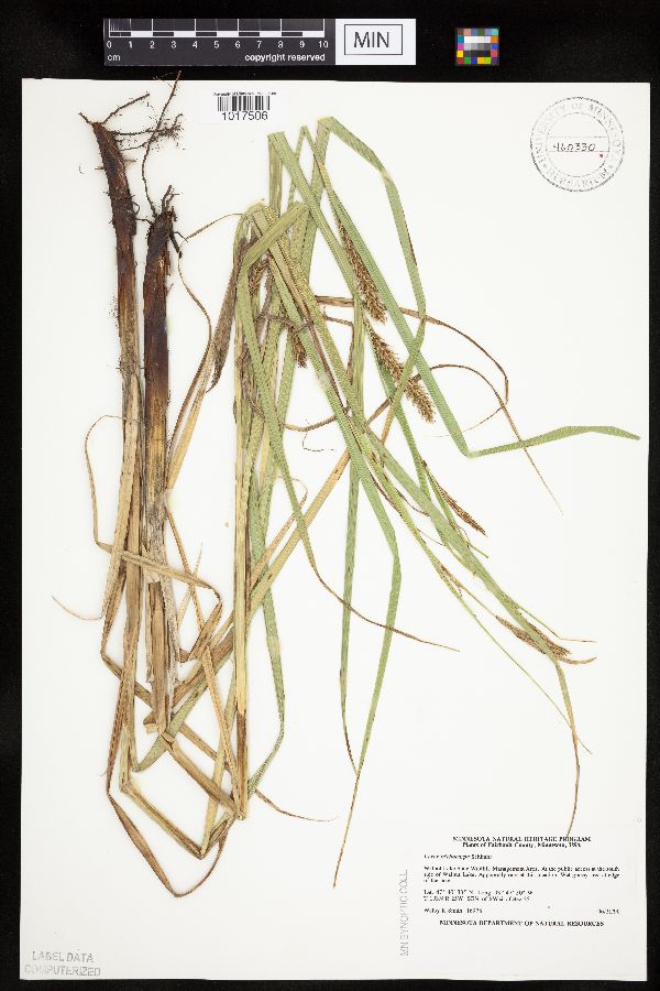 Carex trichocarpa image