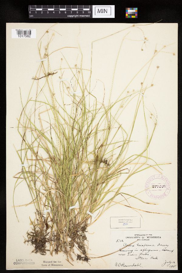 Carex trisperma image