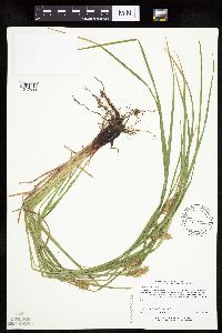 Carex tuckermanii image