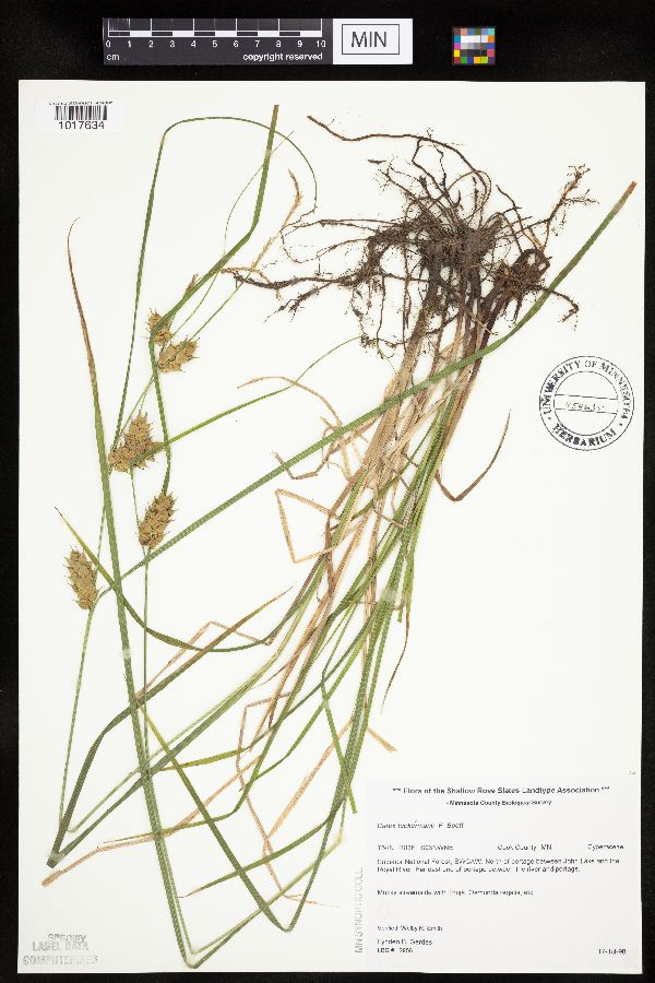 Carex tuckermanii image