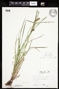 Carex tuckermanii image