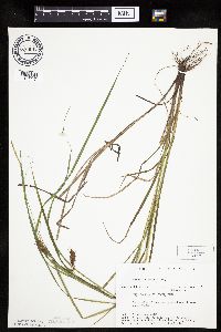 Carex tuckermanii image