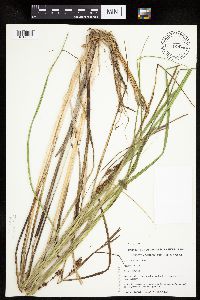 Carex utriculata image