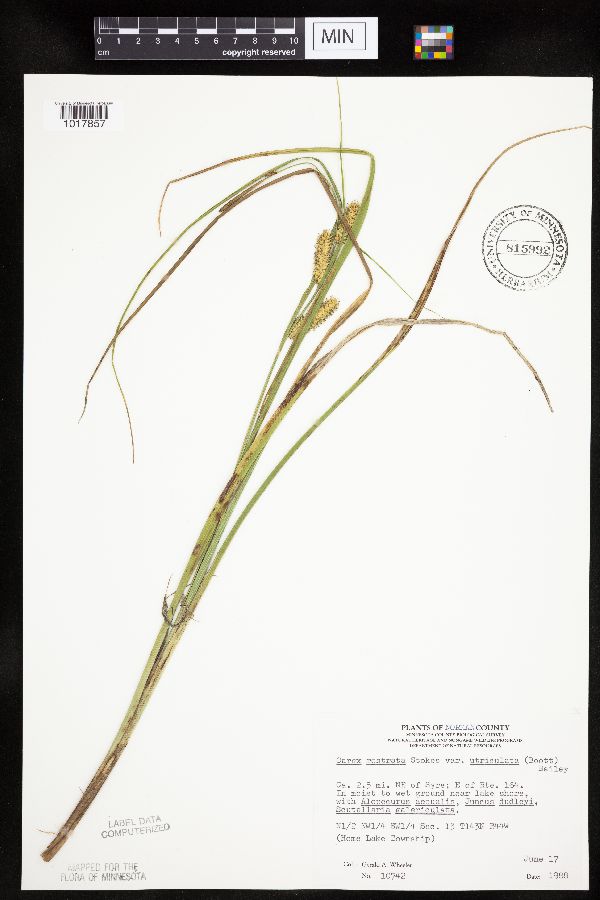 Carex utriculata image