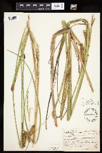 Carex utriculata image