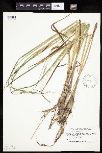 Carex utriculata image