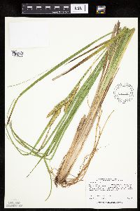 Carex utriculata image