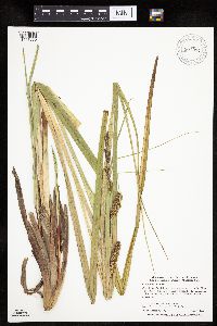 Carex utriculata image